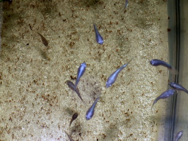 DSCF4782.jpg