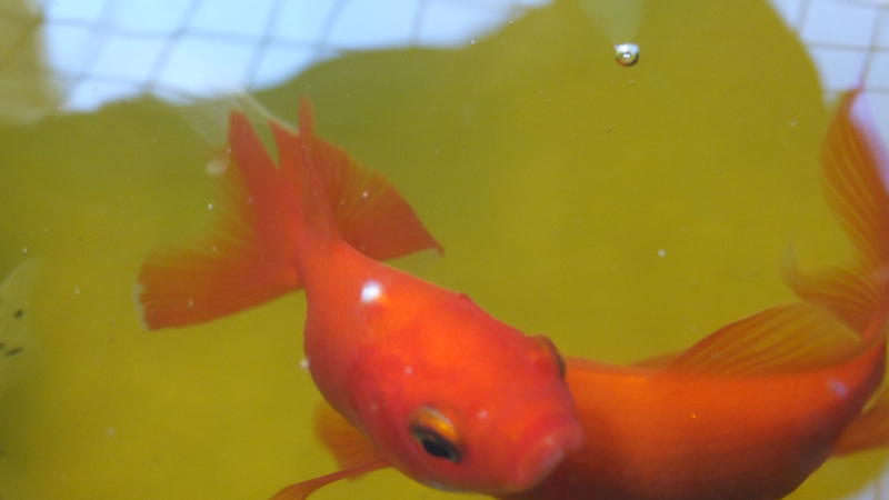 DSCF4909.jpg