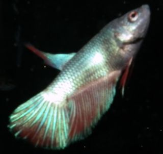 DSCF4972.jpg