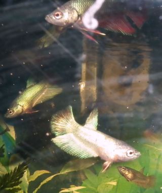 DSCF4975.jpg