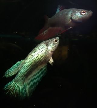 DSCF5021.jpg