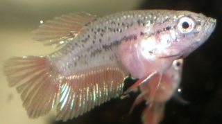 DSCF5028.jpg