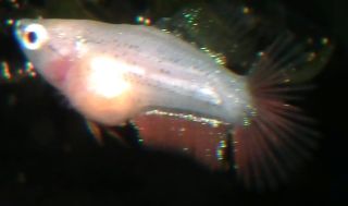 DSCF5030.jpg