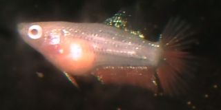 DSCF5033.jpg