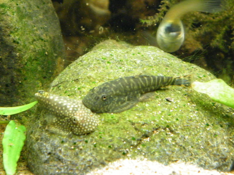 DSCF5129.jpg