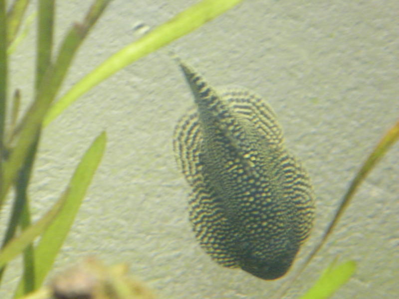 DSCF5155.jpg