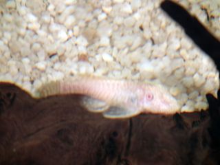 DSCF5376.JPG