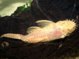 DSCF5378.JPG