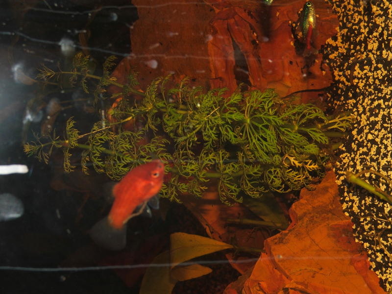 DSCF6497.jpg