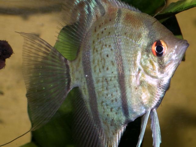 DSCF7138.jpg