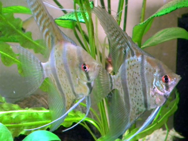 DSCF7142.jpg
