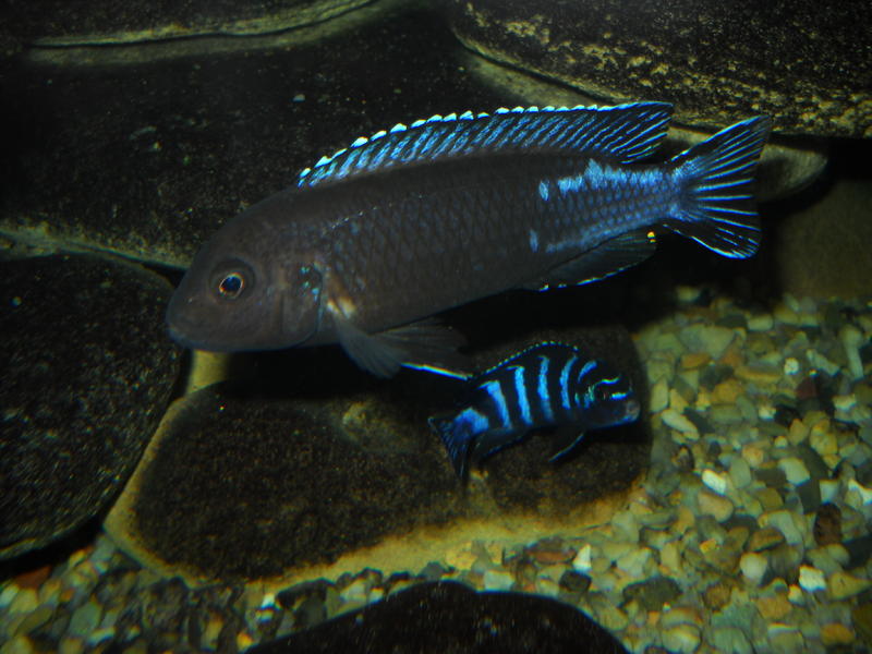 DSCN0611.jpg