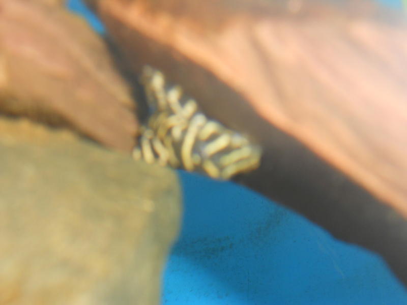 DSCN0799.jpg