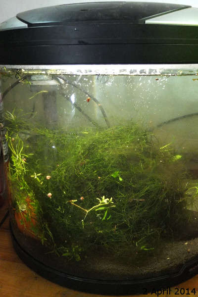 dTankApril2014a.jpg