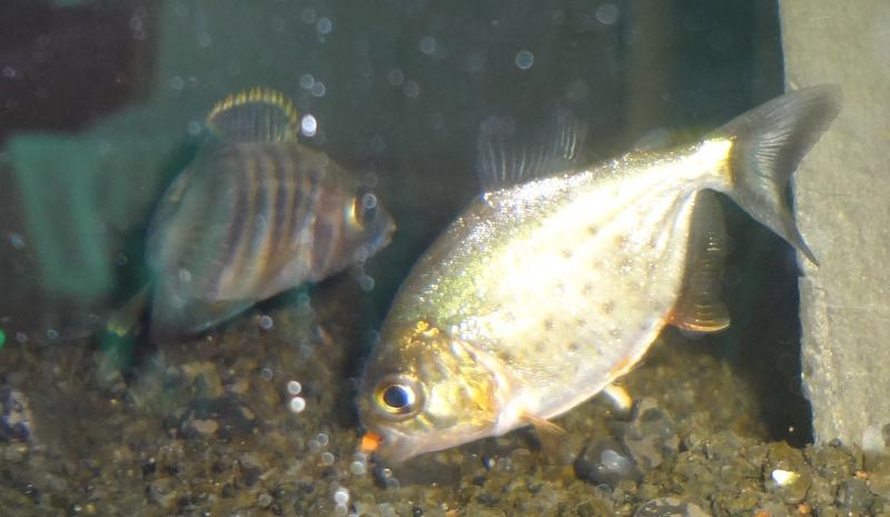 eating tetra prima.jpg