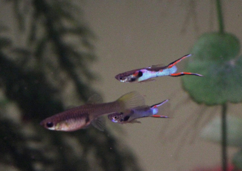 Endler Japan X0001_1.jpg