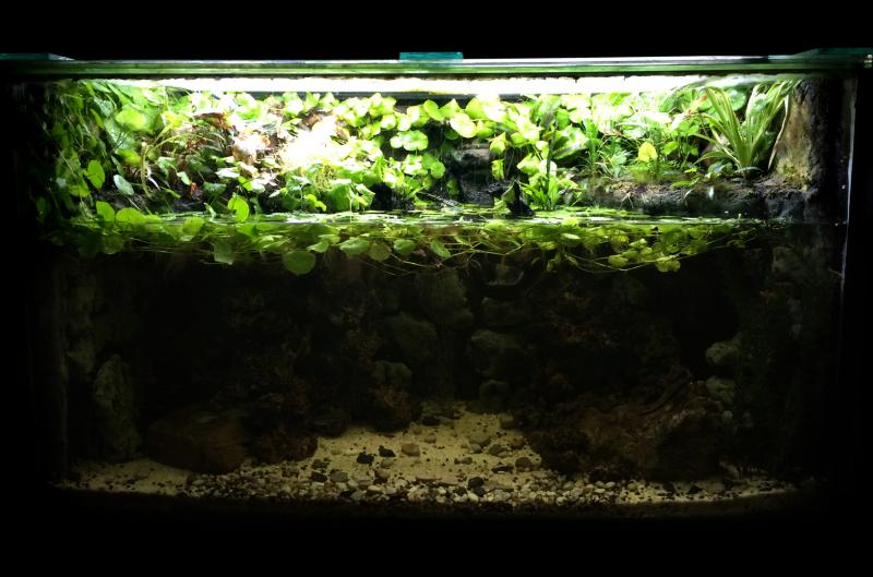 EnviroBro's Paludarium update (small).jpg