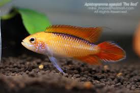 fire red male.jpg
