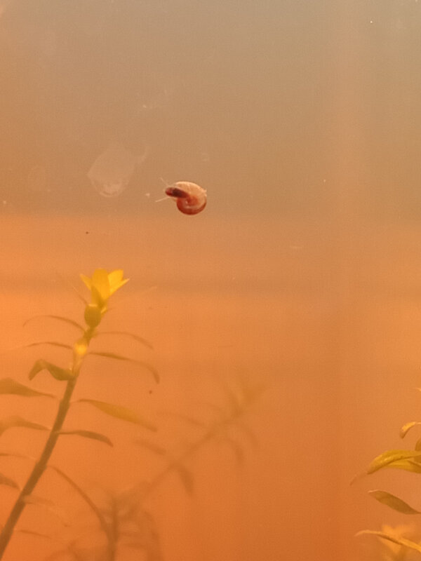 first critter.jpg