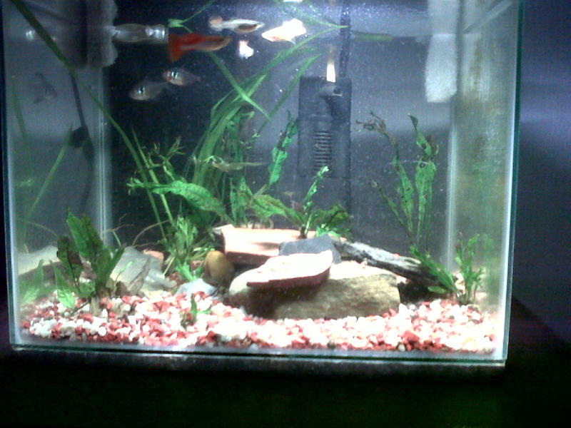 first dose Plantamin 0118.jpg