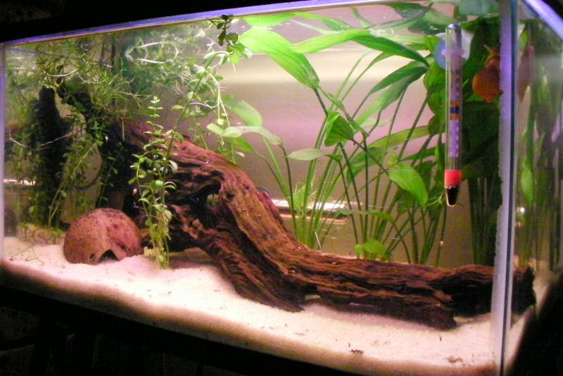 Fish 056.jpg