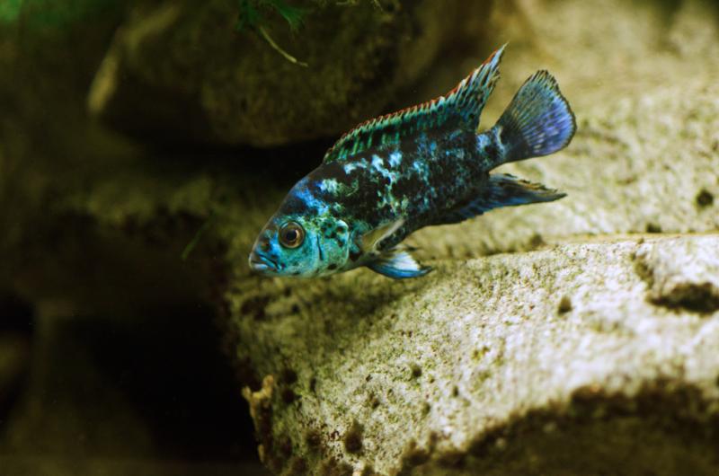 fish-2.jpg