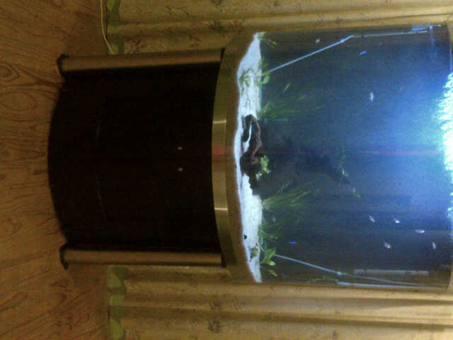fish%20tank.jpg