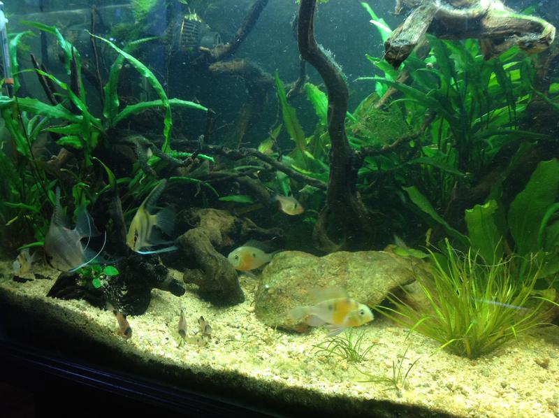 fish.jpg