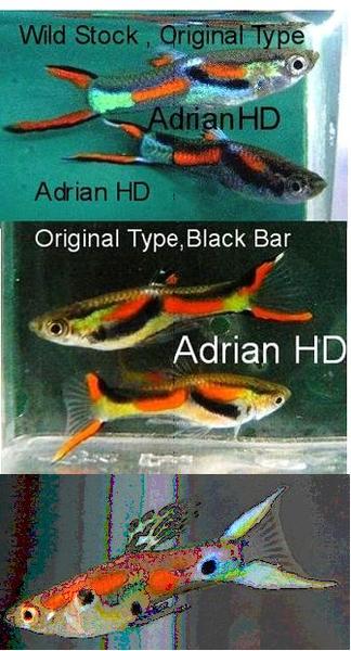 Fish.jpg