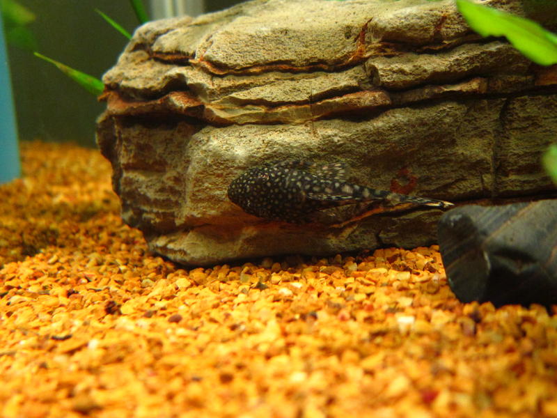Fish Pics 008.jpg