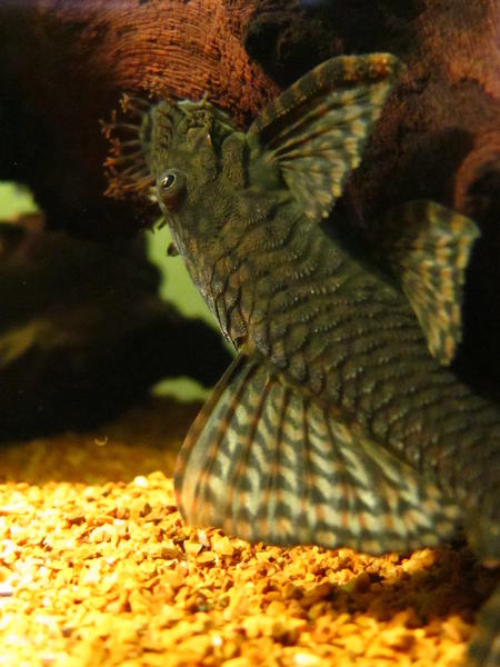 Fish Pics 014.jpg