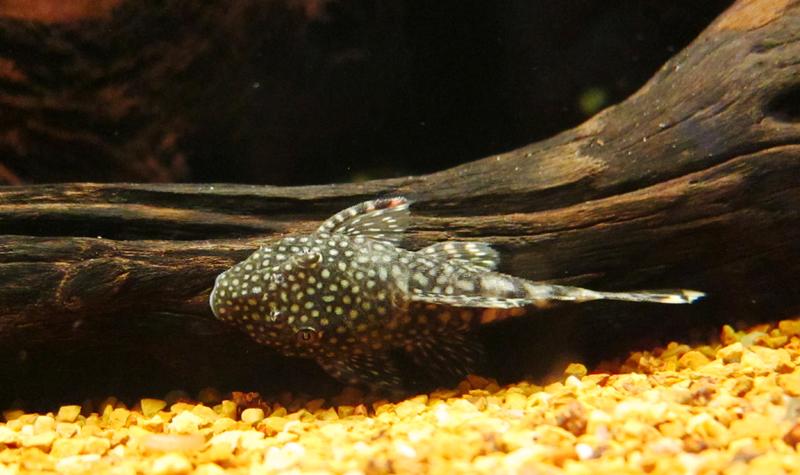 Fish Pics 021.jpg