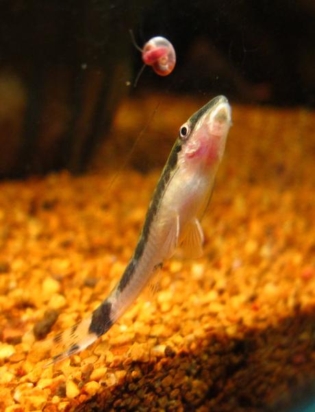 Fish Pics 049.jpg