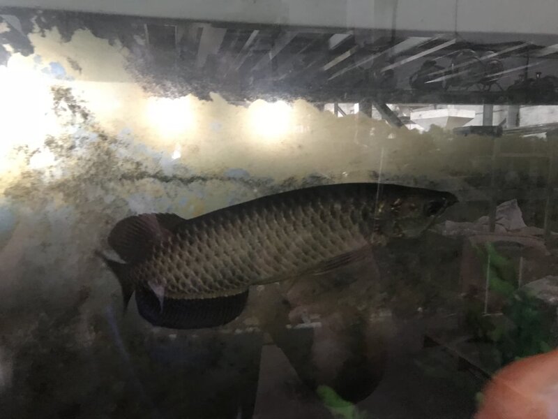 fish ws 014.jpg