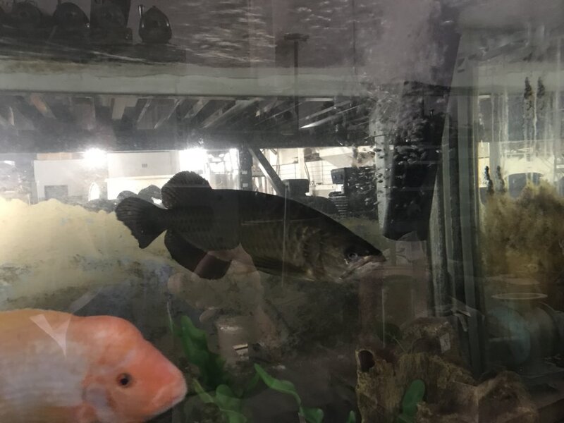 fish ws 016.jpg