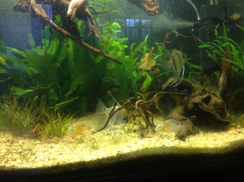 fish1.jpg
