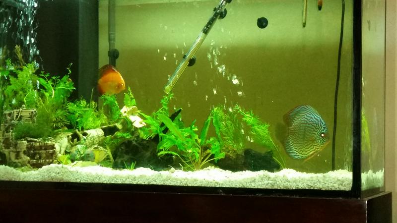 Fish1.jpg