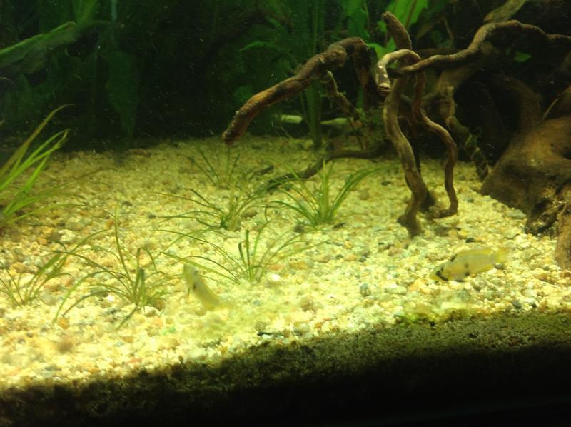 fish2.jpg