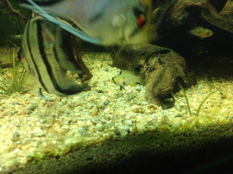 fish3.jpg
