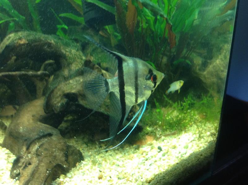 fish4.jpg