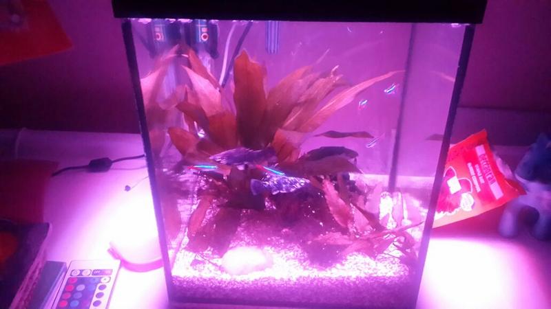 fishtank1.jpg