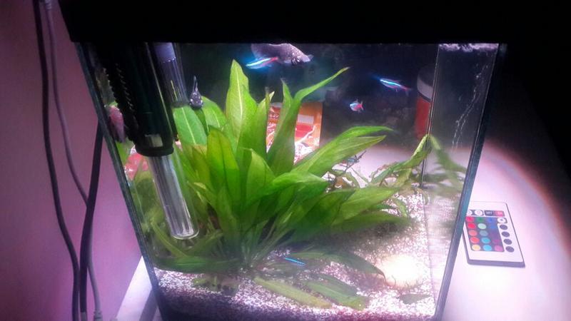 fishtank3.jpg