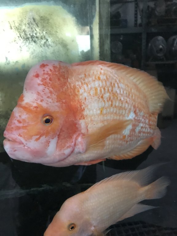 fishy 171.jpg
