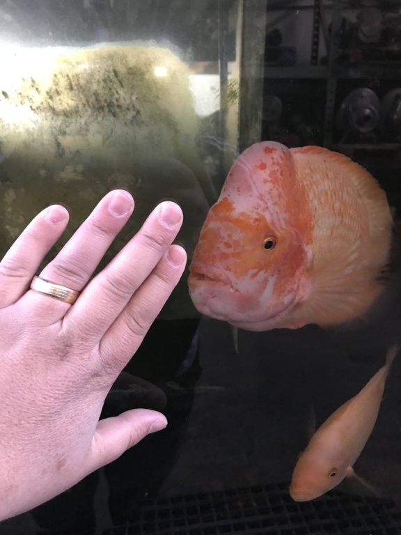 fishy17.jpg