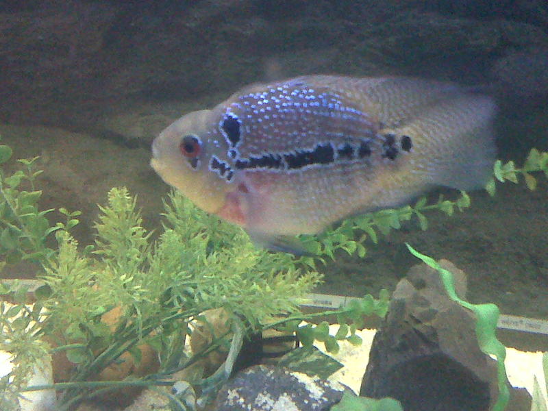 Flowerhorn Kilin Parrot.jpg