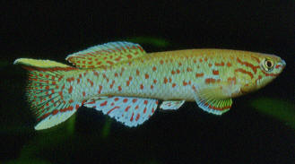 Fp.gar_Nsukka_Purzl.jpg