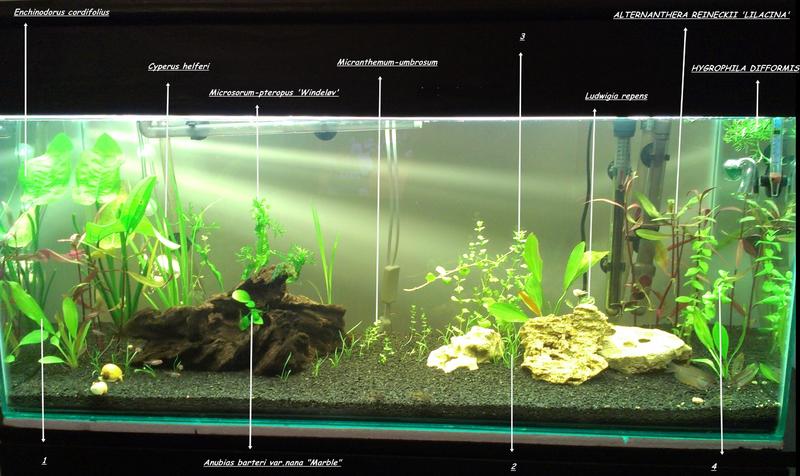 FTS 10 Feb 2013 with plants for TASA.jpg