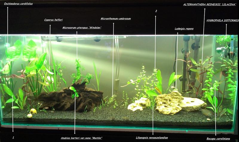 FTS 10 Feb 2013 with plants for TASA.jpg