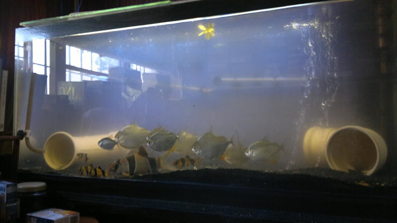 FTS1.jpg