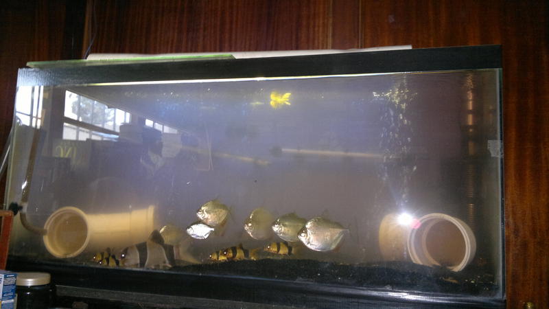 FTS3.jpg